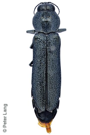 Synechocera deplana, PL0898B, male, from Gahnia sieberiana (PJL 2674), SL, 7.9 × 2.0 mm